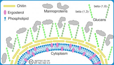 Cellvägg och cellmembran