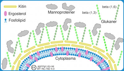 Cellvägg och cellmembran