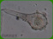 Lichtheimia corymbifera