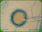 Aspergillus fumigatus