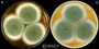 Penicillium roqueforti