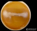 Geotrichum candidum