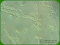 Geotrichum candidum